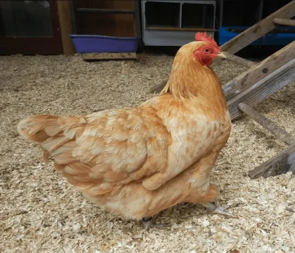 Wood shavings for chicken