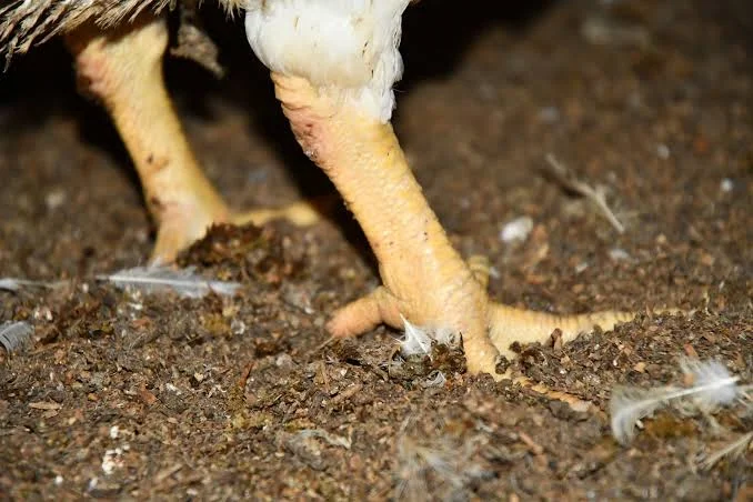 Wet-litter-issues-in-poultry-houses
