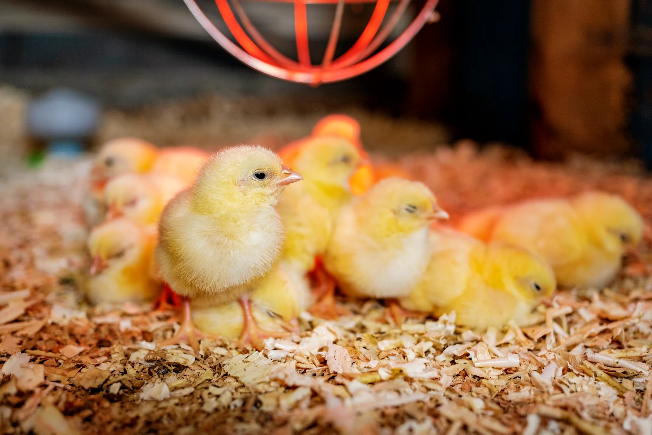 Baby chick bedding 