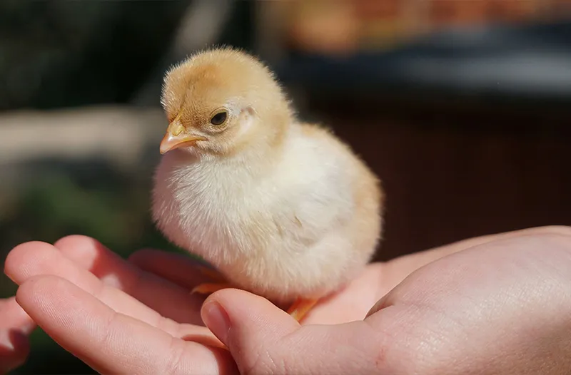 Baby chick 