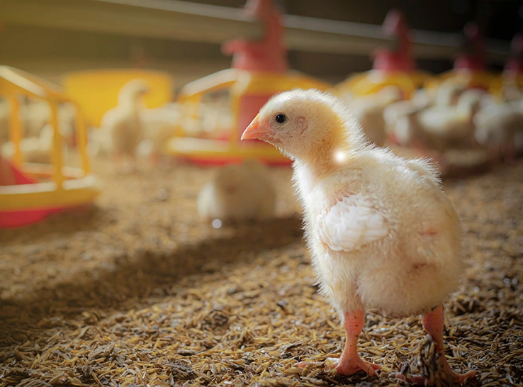Chicken bedding