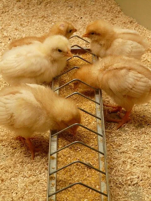 Chicken bedding 